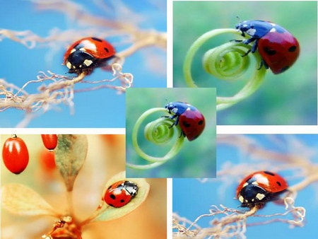 ladybug - collage, summer, ladybug, luck