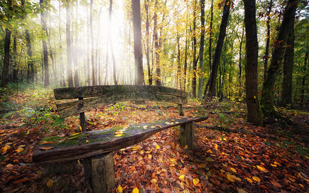 The Bench - autumn, trees, sun, bench, sun rays, wood, nature, fall, forest, beautiful, leafs, leaves