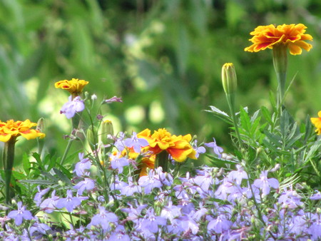 Serene Growth - canon, serene, growth, quick picture, quick, picture, purple, yellow, green, orange