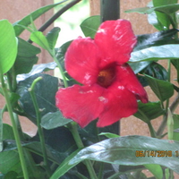 Red Bell