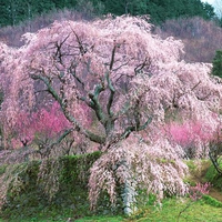 Japan is in bloom