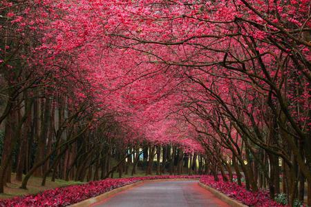 Walk on the wild side - blossoms, trees, walkway, beautiful, road, spring, rose colored