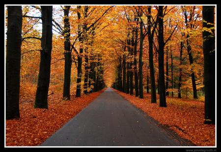 Tall bright and handsome - red, road, gold, orange, trees, autumn