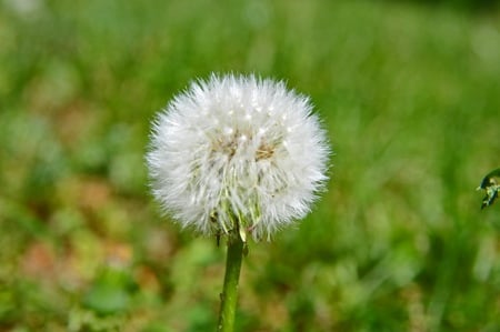 Not a flower - white, green, grass, little