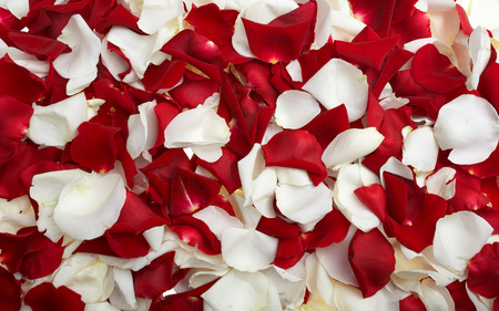 Rose Petals - roses, beautiful, beauty, lovely, petals, flowers, white, nature, red, rose