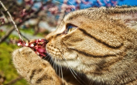 Cat - nature, cat, cats, kitty, flower