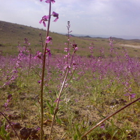 Iran   Gonabad   Flowers