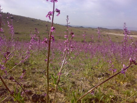 Iran   Gonabad   Flowers - iran, wallpaper, flower, gonabad