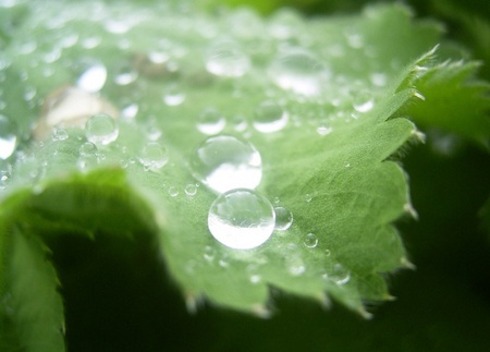 Delicate drops - delicate, water, leaf, clear, dew, other, nature, drops of water, beautiful, drop, green, drops