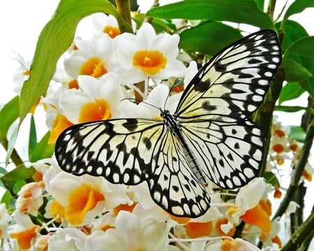 Spring is here - large, flowers, yellow and wjite, butterfly, black and white, dappled wings