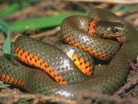 colied snake - colied snake, grey, shinny, orange