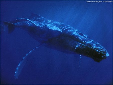 humpback whale and baby - mother, humpback, whales, baby