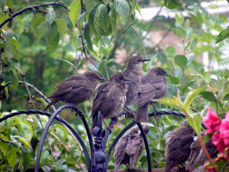 Baby starlings - brown, bird, tree, starling, babies