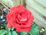 Red rose