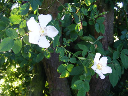 Dog rose - white, dogrose, green, field, flower, leaves