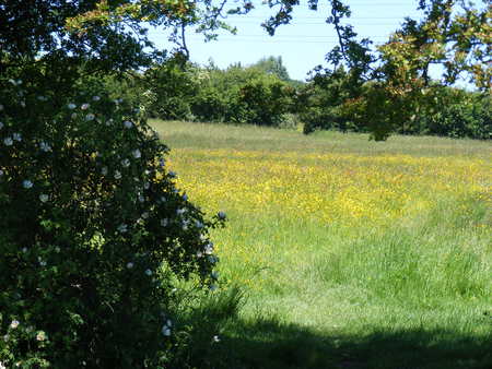 Beautiful field - view, buttercups, field, flowers, grass