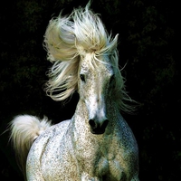 Stallion wind