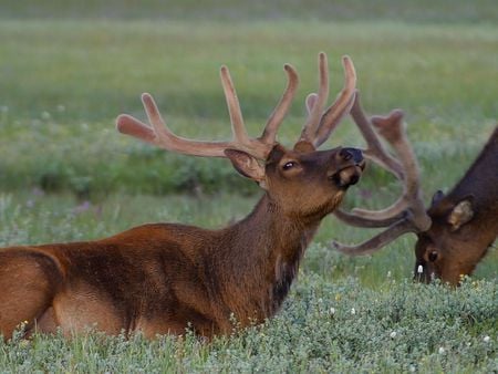 deers in nature - deers, nature, grass, animals, woods