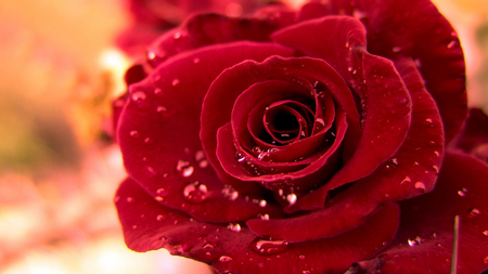 Red Rose HD 1080p