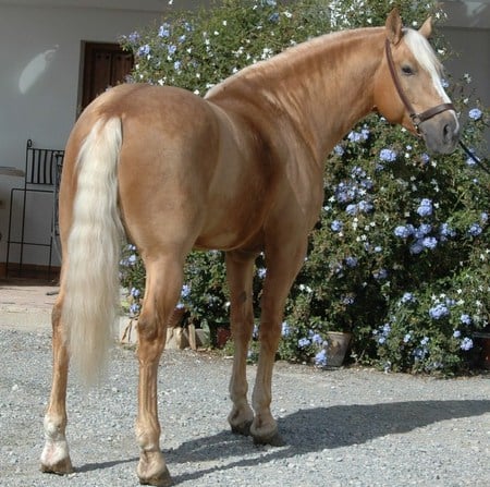 Palomino Andalusian 1 - horses, spanish, animals, palomino, andalusian