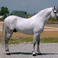 Grey Andalusian
