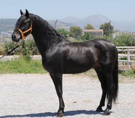 Ebony Andalusian - horses, spanish, animals, ebony, andalusian, black