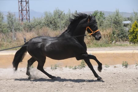 Ebony Andalusian 1 - horses, spanish, animals, ebony, andalusian, black