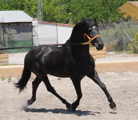 Ebony Andalusian 2 - horses, spanish, animals, ebony, andalusian, black