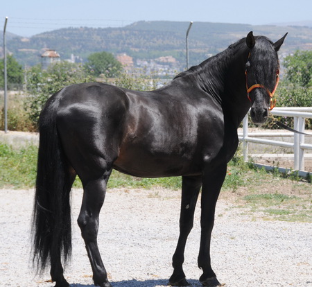 Ebony Andalusian 3 - horses, spanish, animals, ebony, andalusian, black