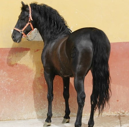 Azabache The Spanish Stallion - black, spanish, braids, horses, brown, dark, animals, andalusian