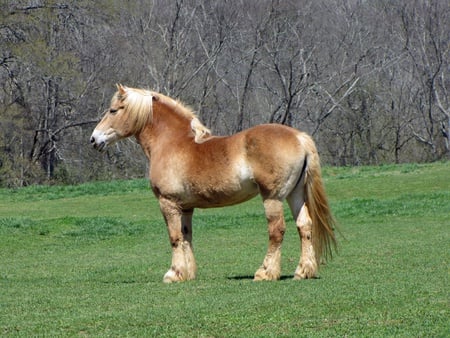 Belgian Draft Horse - horses, dray, belgium, animals, draft, draft horse, belgian