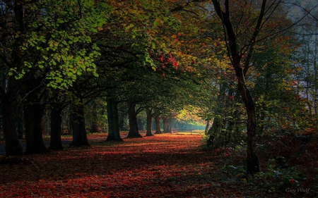 wonderland - leaves, tree, autumn, forest