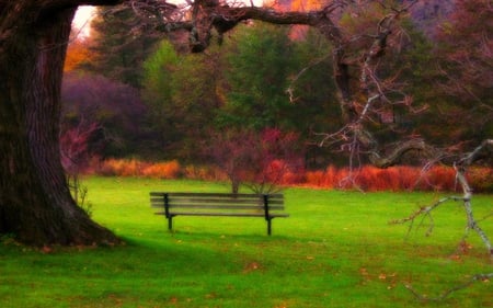 Peaceful-Moment - moment, trees, bench, grass, peaceful