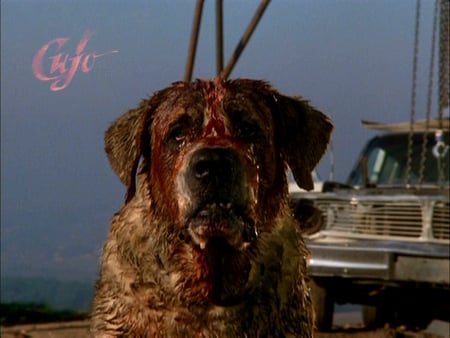 Cujo - movie, horror, cujo, dog