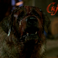 Cujo