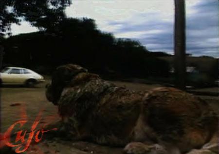 Cujo - horror, movie, dog, cujo