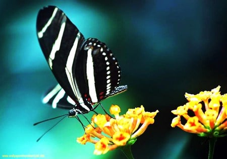 Stripes on the wing - butterfly, yellow, stripes, wings, black and white, flower