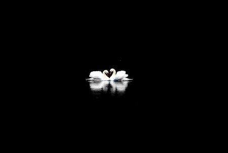 Swan night - white, swans, pair, black background