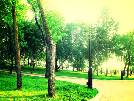 magic garden - warm, trees, magic, green, grass, light