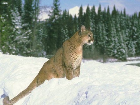 snow puma - puma, blue sky, pine forest, snow