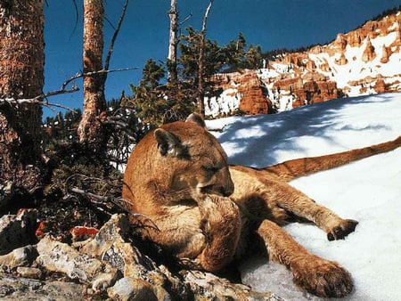 puma bathing - snow, bathing, tree, puma