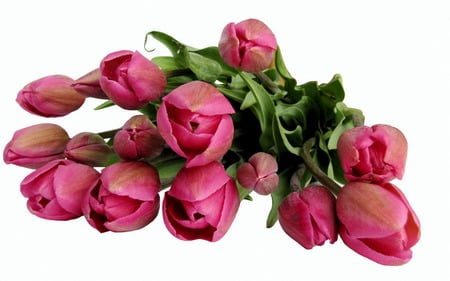 Tulips In Pink - flowers, tulips, pink, beautiful