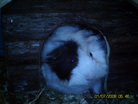 guinea at home - piglet, karamell, guinea pig, animal