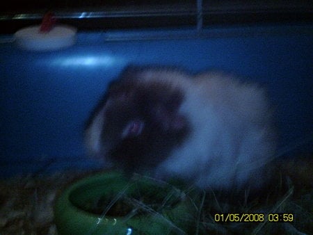 Maja  - memorial, guinea pig, animal, guinea