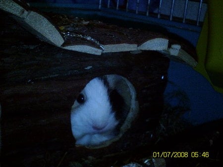 hiding toffie - guinea pig, waiting, hiding, piglet