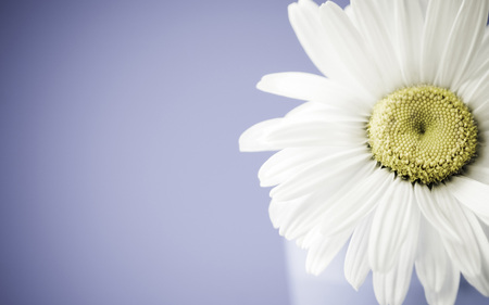 Camomile - nature, nice, flowers, beautiful