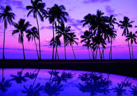 Palm at Beach - beautiful, beach, palm, picture