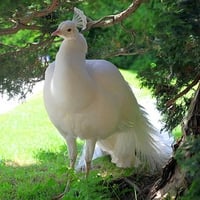 White Peacock