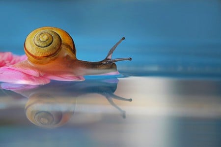 Snail on Water - picture, on water, snail, beautiful