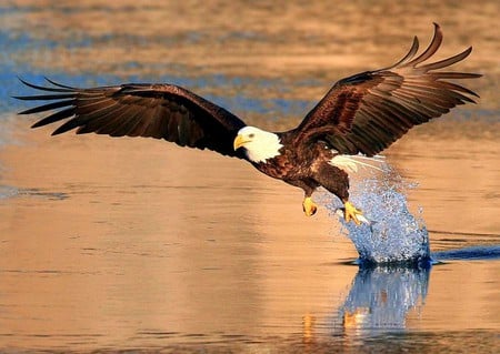 Eagle w Fish - fish, picture, eagle, cool